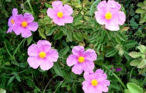 rock-rose (1)